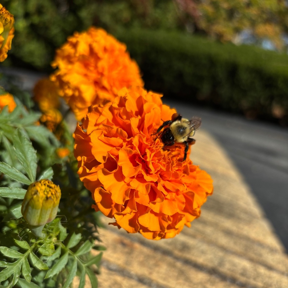 Meet your Posher, Posh